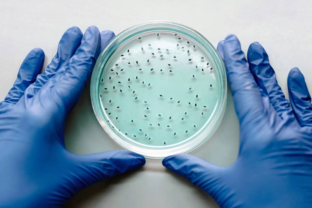 A person's hands holding a petri dish with blue liquid and black test substance.